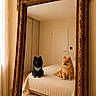 dog, black_dog, golden_dog, bed, mirror, reflection, vintage_mirror, ornate_frame, carved_frame, indoor, room, bedroom, furniture, curtains, door, wooden_floor, pet, fluffy, sitting, cozy