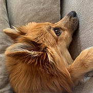 Tyanna a rejoint le concours — aidez-le/la à gagner de superbes lots ! dog, pet, couch, fur, cozy, beige, canine, relaxing, domestic_animal, side_view, snout, ears, indoor, comfort, resting, closeup, animal, mammal, furry, companion