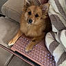 dog, laptop, couch, blanket, keyboard, pet, indoor, brown_dog, cozy, technology, working_from_home, cute, small_dog, fur, paw, computer, text_overlay, relaxation, animal, domestic