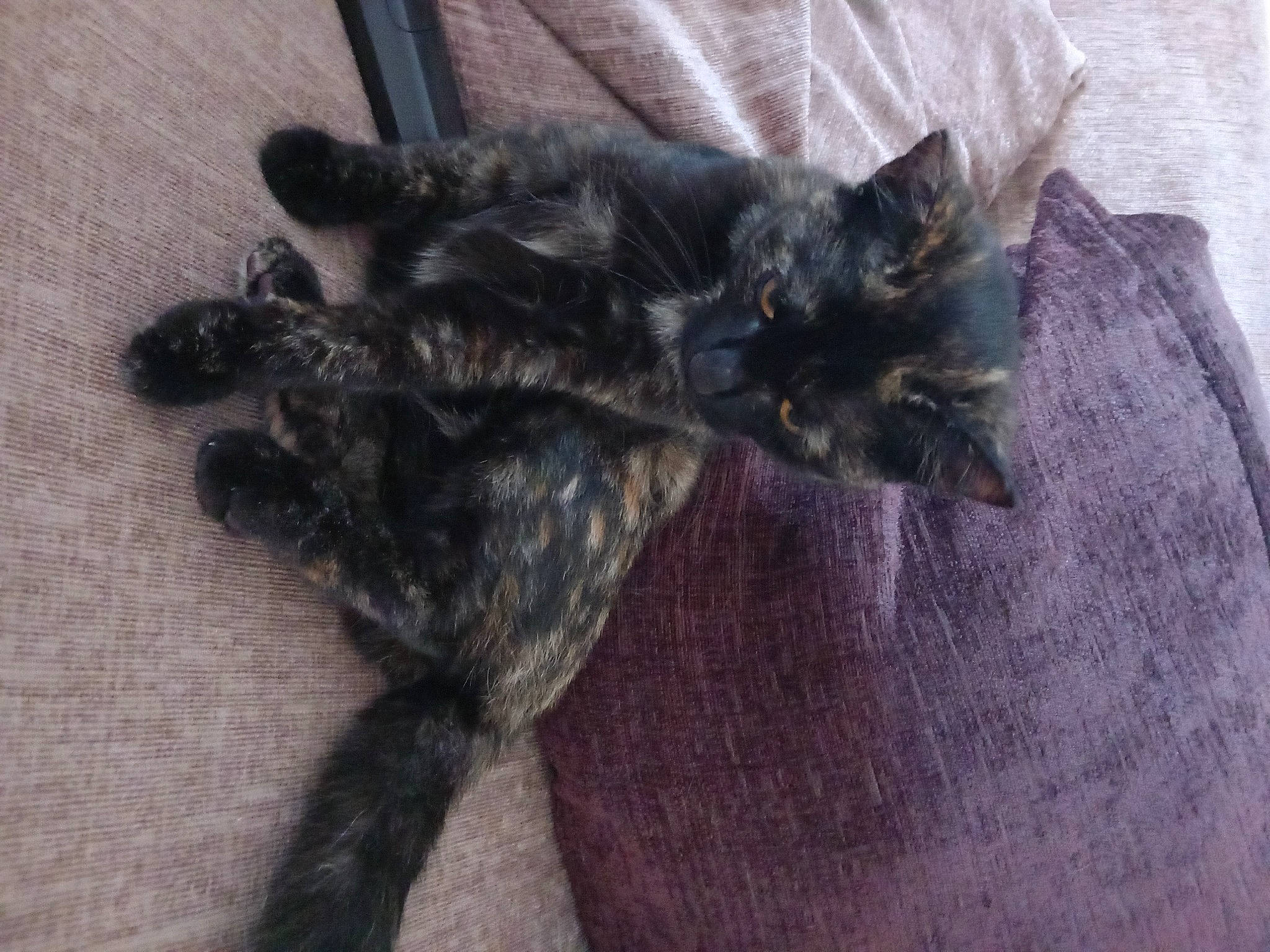 Little Mariner joined the competition — help win amazing prizes! black_cat, carnivore, cat, claw, comfort, dog_breed, domestic_short_haired_cat, felidae, fur, grey, paw, small_to_medium_sized_cats, snout, tail, terrestrial_animal, whiskers