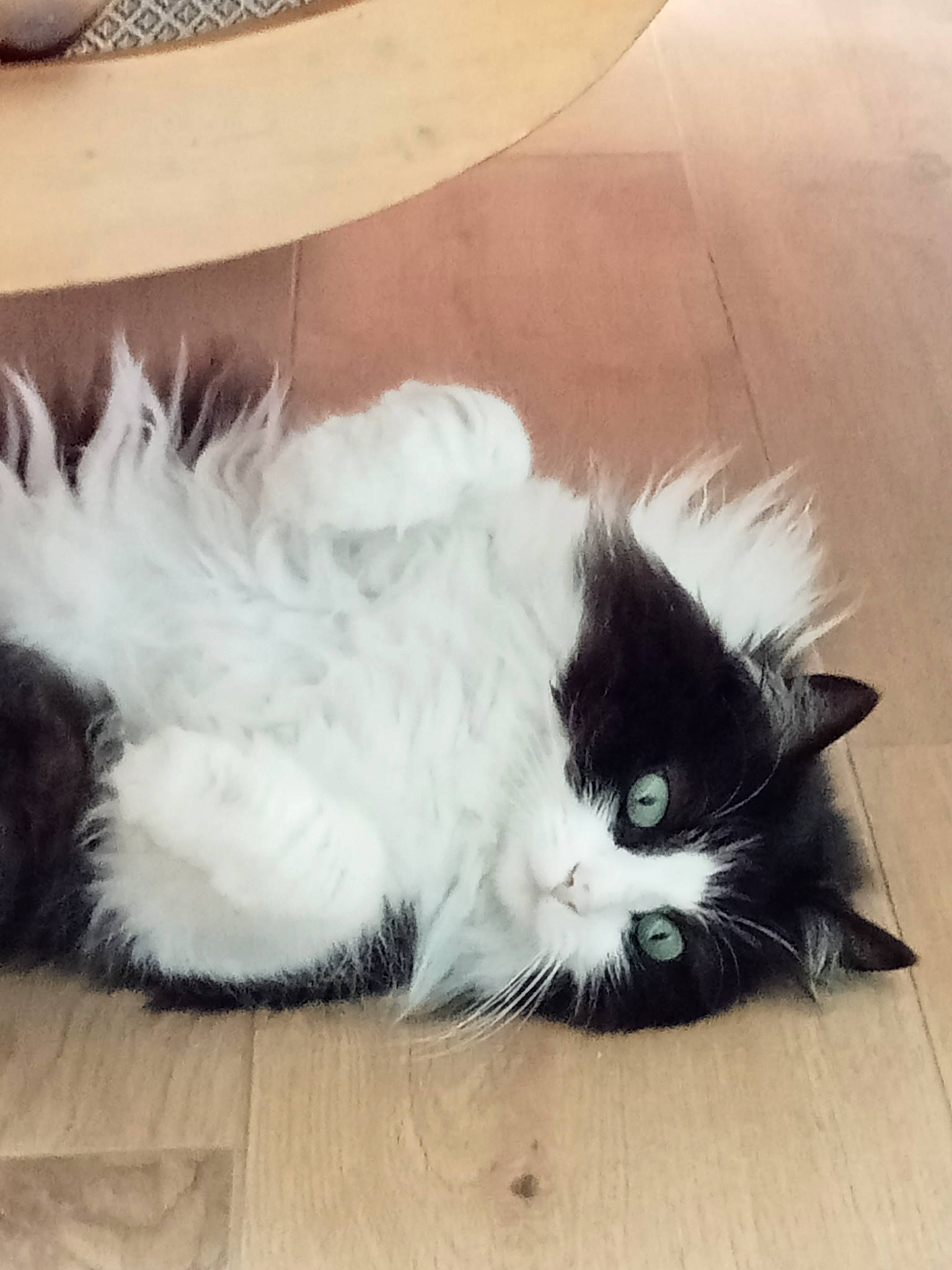 Manille participe au concours pour gagner de l'argent avec cette photo : cardboard, carnivore, cat, claw, comfort, domestic_short_haired_cat, felidae, floor, flooring, foot, fur, grey, hardwood, laminate_flooring, paw, small_to_medium_sized_cats, snout, tail, whiskers, wood