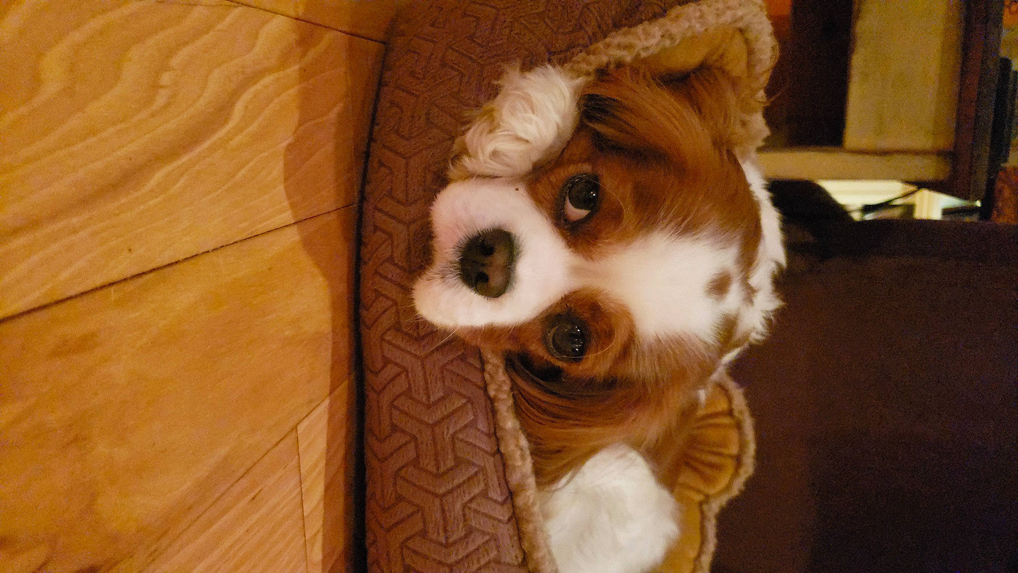 Gracie joined the competition — help win amazing prizes! canidae, carnivore, cavalier_king_charles_spaniel, companion_dog, dog, dog_breed, fawn, fur, liver, natural_material, non_sporting_group, pet_supply, puppy, snout, sporting_group, tan, terrestrial_animal, whiskers, wood_stain, working_animal