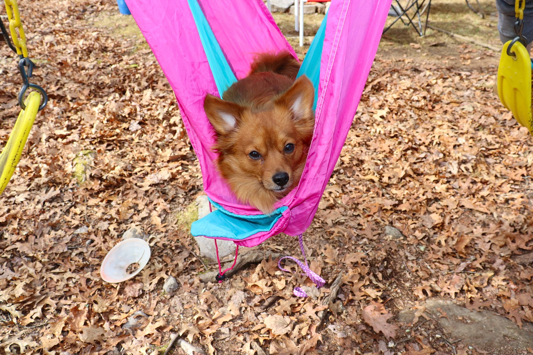 Amy joined the competition — help win amazing prizes! canidae, carnivore, collar, companion_dog, dog, dog_breed, dog_clothes, dog_supply, fur, non_sporting_group, pet_supply, snout, soil, spoon, sporting_group, toy_dog, working_animal