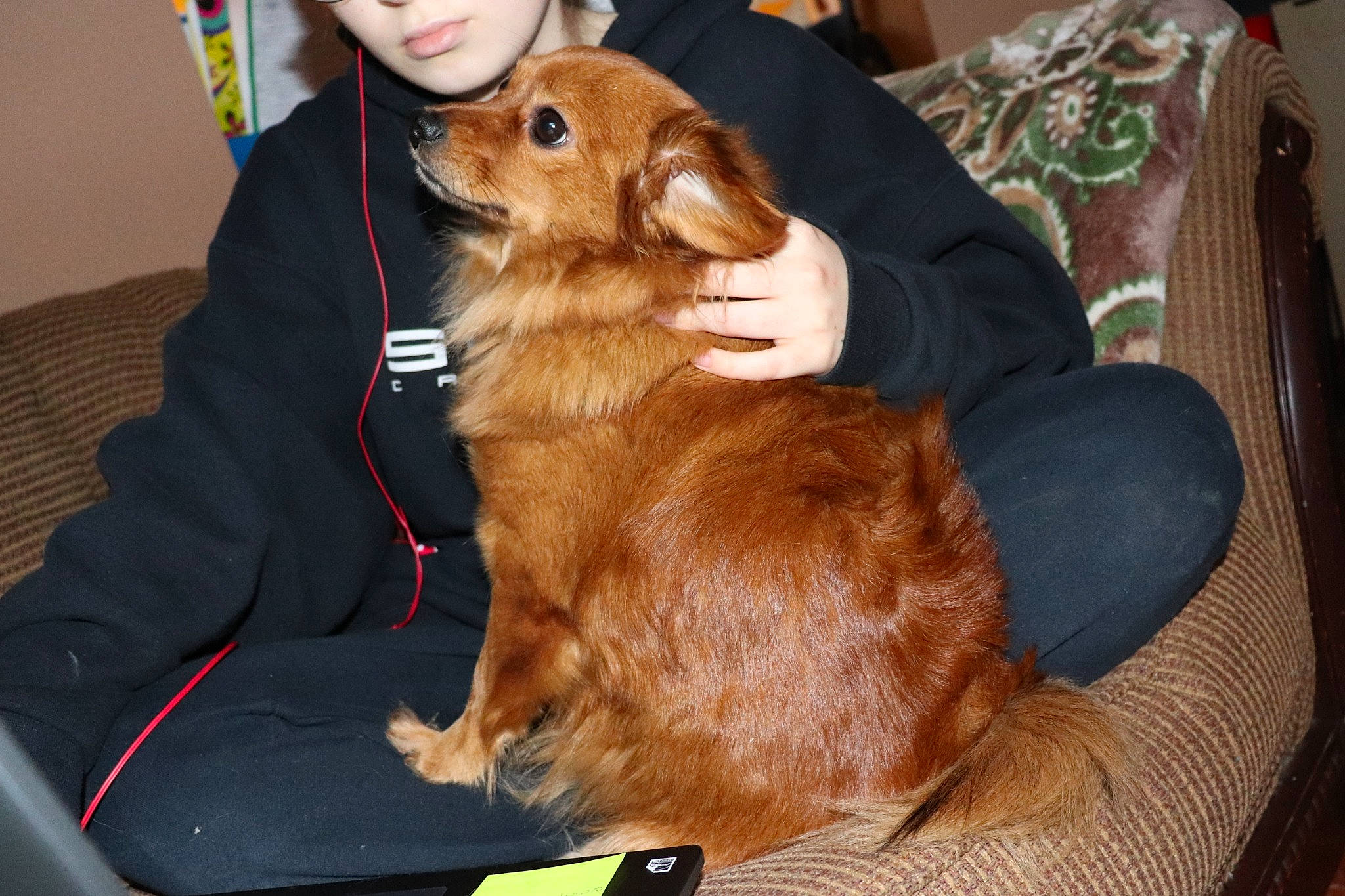 Amy joined the competition — help win amazing prizes! canidae, carnivore, comfort, companion_dog, couch, dog, dog_breed, fawn, fur, human, lap, liver, living_room, mammal, puppy, sitting, snout, sporting_group, vertebrate, working_animal