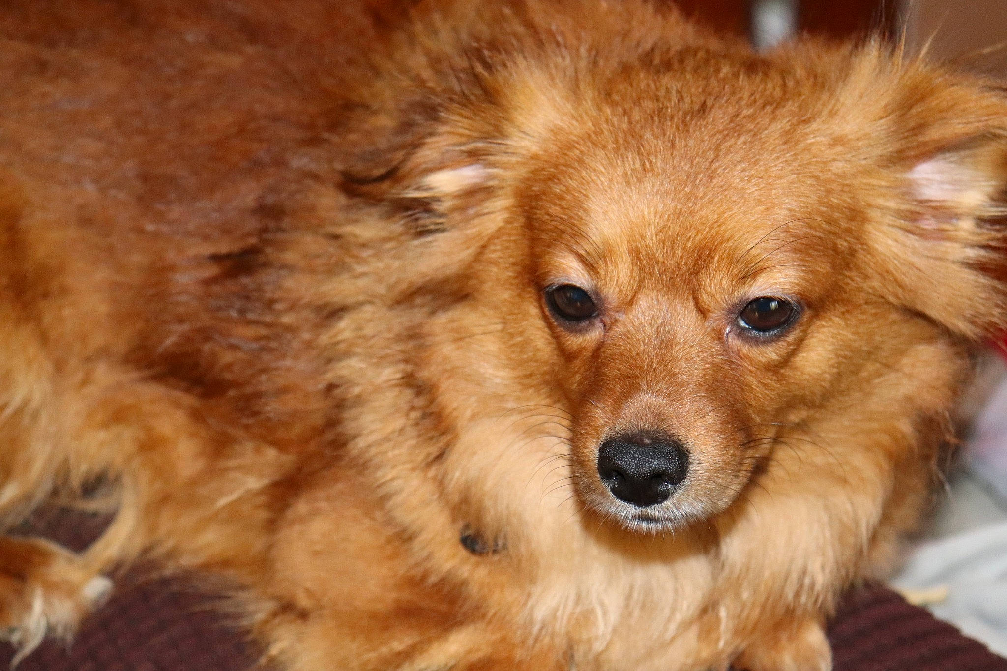 Amy joined the competition — help win amazing prizes! brown, canidae, carnivore, close_up, companion_dog, dog, dog_breed, fawn, fur, iris, liver, mammal, non_sporting_group, skin, snout, spitz, sporting_group, tan, whiskers, working_animal