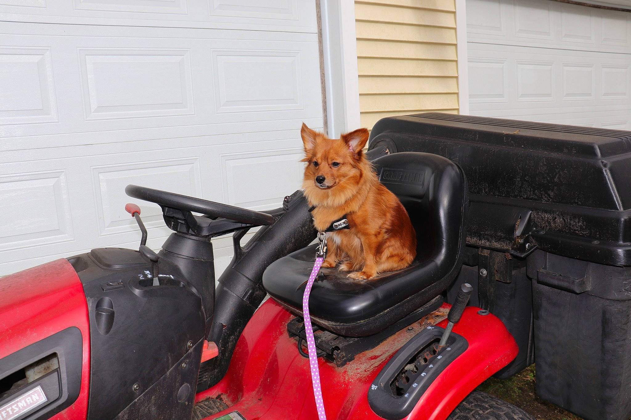 Amy is registered to the contest to win money with this photo: automotive_fuel_system, baggage, canidae, carnivore, collar, companion_dog, dog, dog_breed, dog_supply, door, herding_dog, home, home_door, sporting_group, working_animal, working_dog