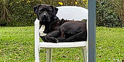 Saya participe au concours pour gagner de l'argent avec cette photo : animal, backyard, black_dog, bushes, canine, dog, fence_post, garden, green_grass, lawn, nature, outdoor, pet, plastic_chair, relaxed, seated, summer, sunlight, white_chest_patch, yellow_flowers