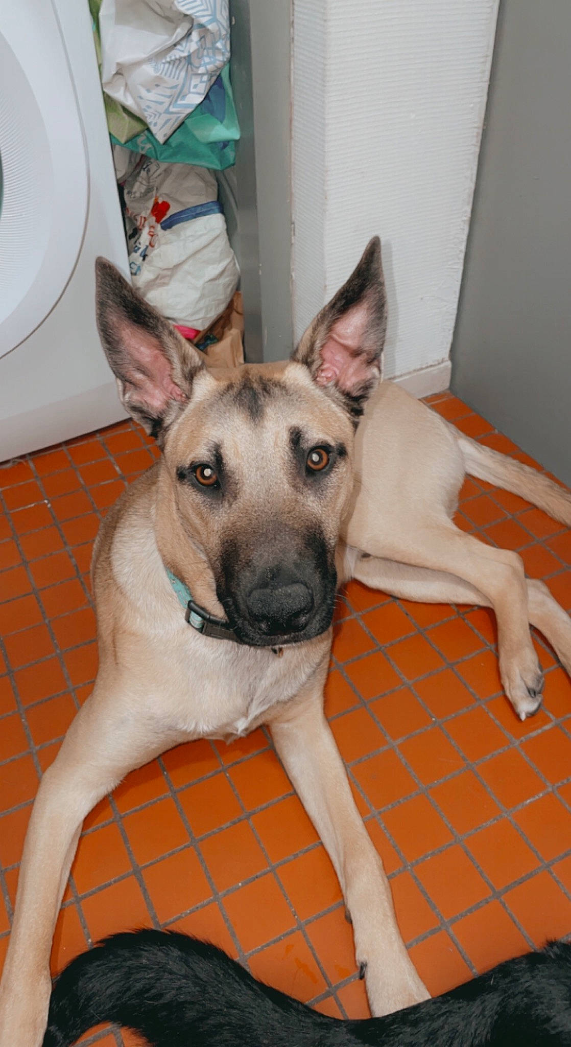 Sylver participe au concours pour gagner de l'argent avec cette photo : canidae, carnivore, clothes_dryer, collar, companion_dog, dog, dog_breed, fawn, flooring, home_appliance, laundry_room, paper_towel, pet_supply, plumbing_fixture, snout, sporting_group, terrestrial_animal, throat, washing_machine, working_animal