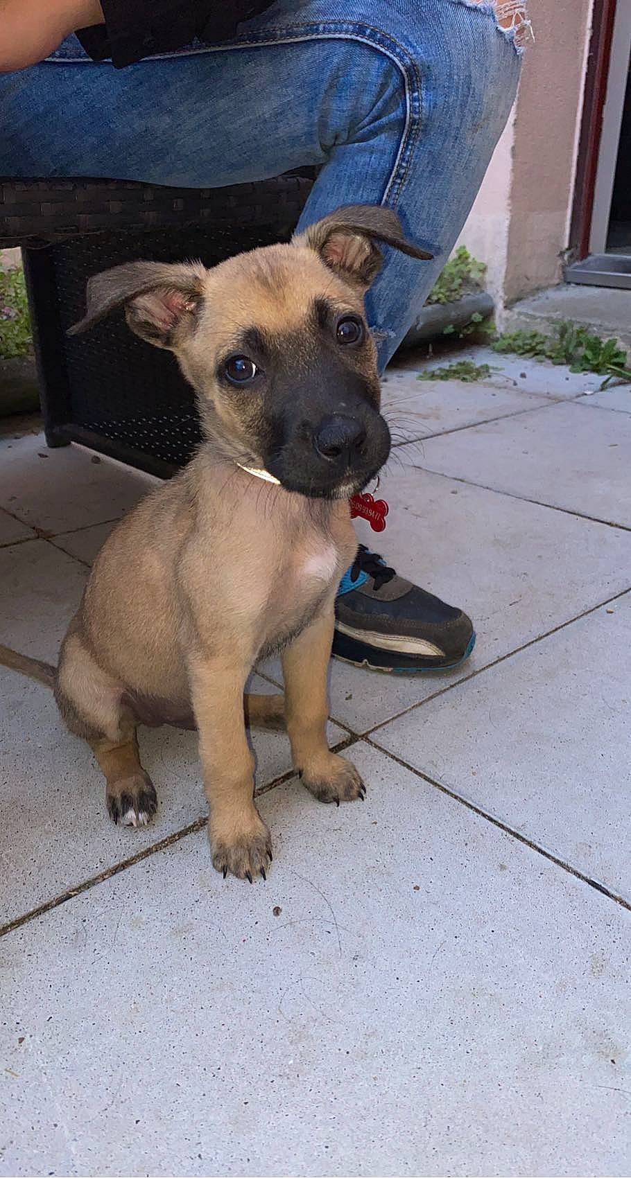 Sylver participe au concours pour gagner de l'argent avec cette photo : ancient_dog_breeds, canidae, carnivore, chihuahua, collar, companion_dog, dog, dog_breed, dog_collar, dog_supply, fawn, non_sporting_group, paw, pet_supply, sporting_group, terrestrial_animal, toy_dog, whiskers, window, working_animal