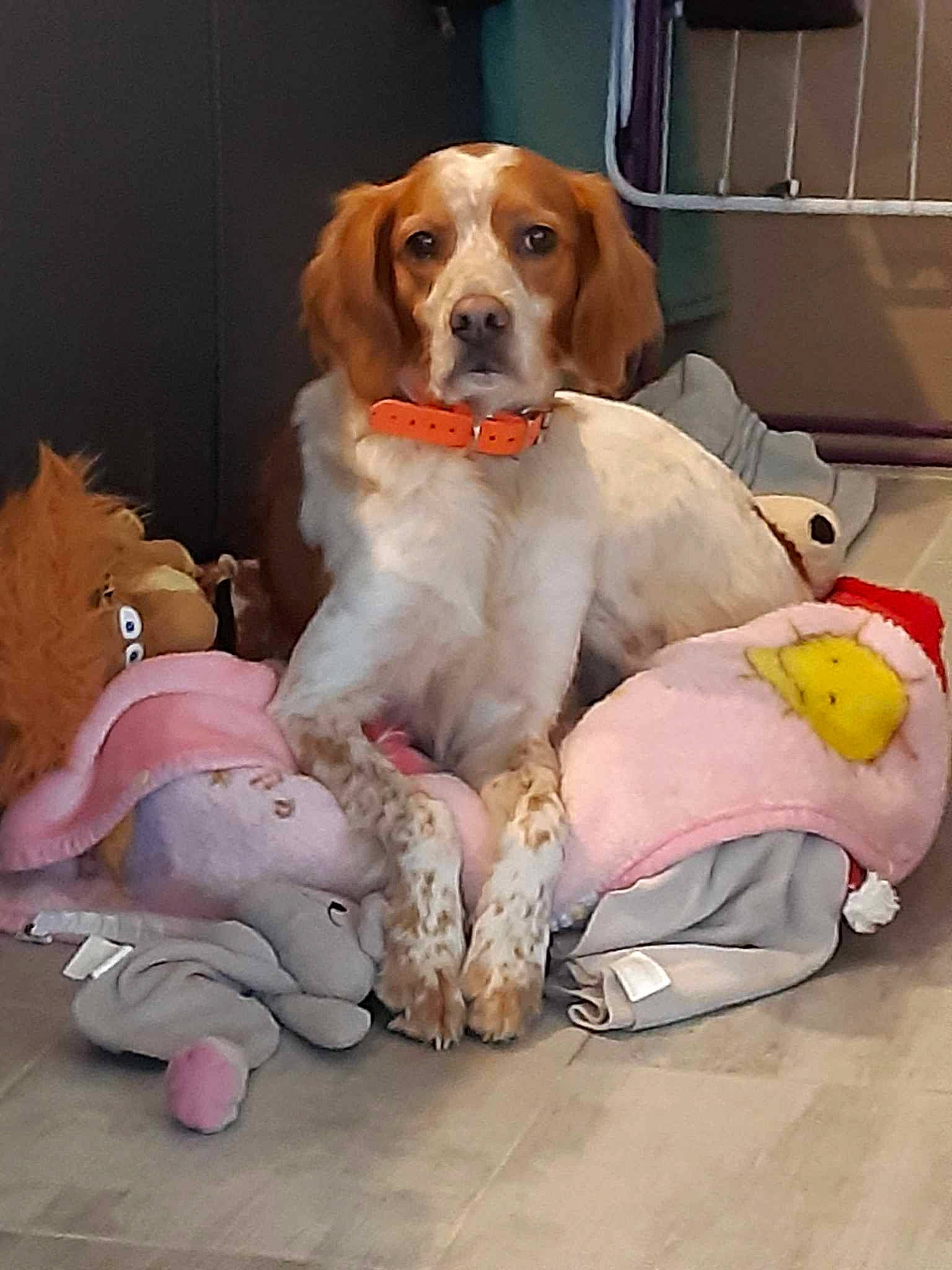 Molly a rejoint le concours — aidez-le/la à gagner de superbes lots ! beagle_harrier, canidae, carnivore, collar, companion_dog, dog, dog_breed, dog_supply, fawn, fur, gun_dog, hound, leash, paw, pet_supply, scent_hound, sitting, snout, sporting_group, tail