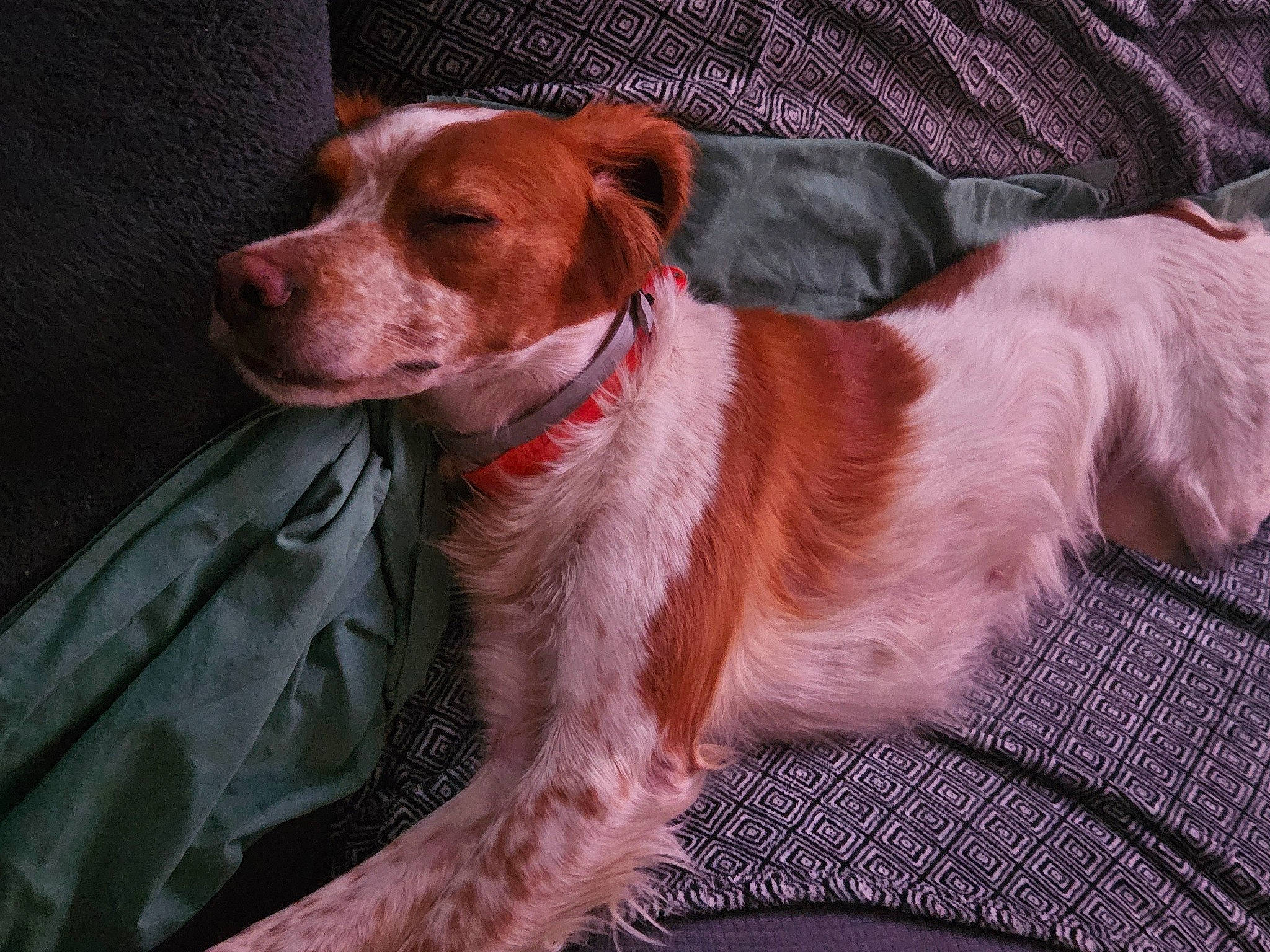 Molly participe au concours pour gagner de l'argent avec cette photo : carnivore, collar, companion_dog, dog, dog_breed, dog_collar, fawn, fur, gun_dog, hunting_dog, leash, liver, pointing_breed, sporting_group, whiskers