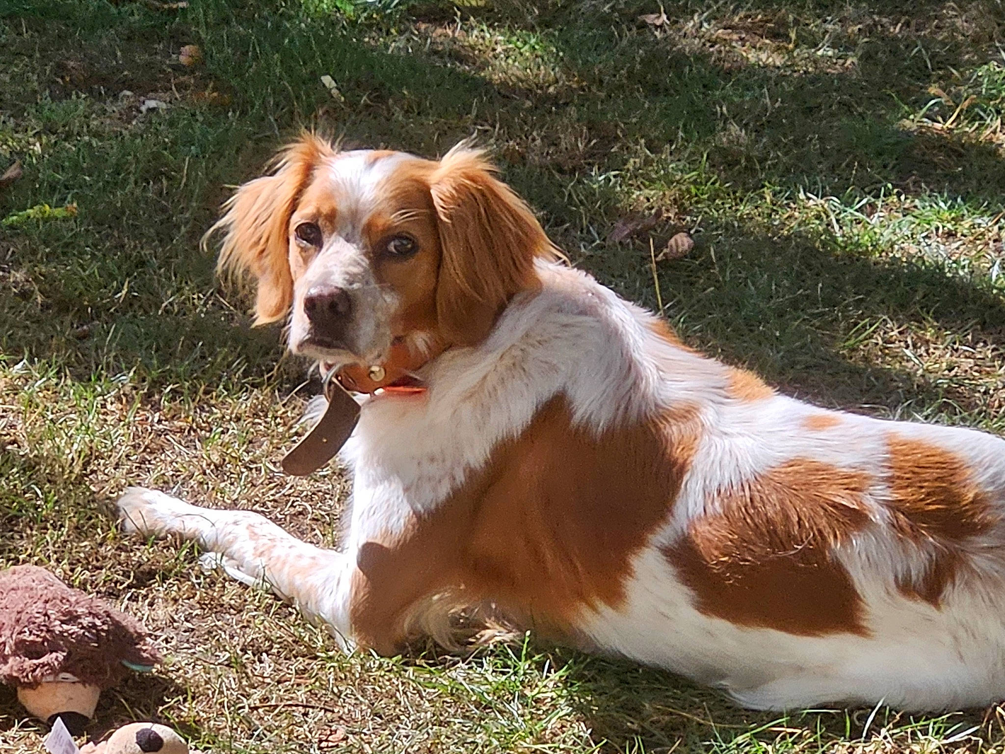 Molly participe au concours pour gagner de l'argent avec cette photo : australian_shepherd, brittany, canidae, carnivore, companion_dog, dog, dog_breed, fawn, fur, grass, gun_dog, hunting_dog, irish_red_and_white_setter, liver, plant, snout, sporting_group, terrestrial_animal, working_dog