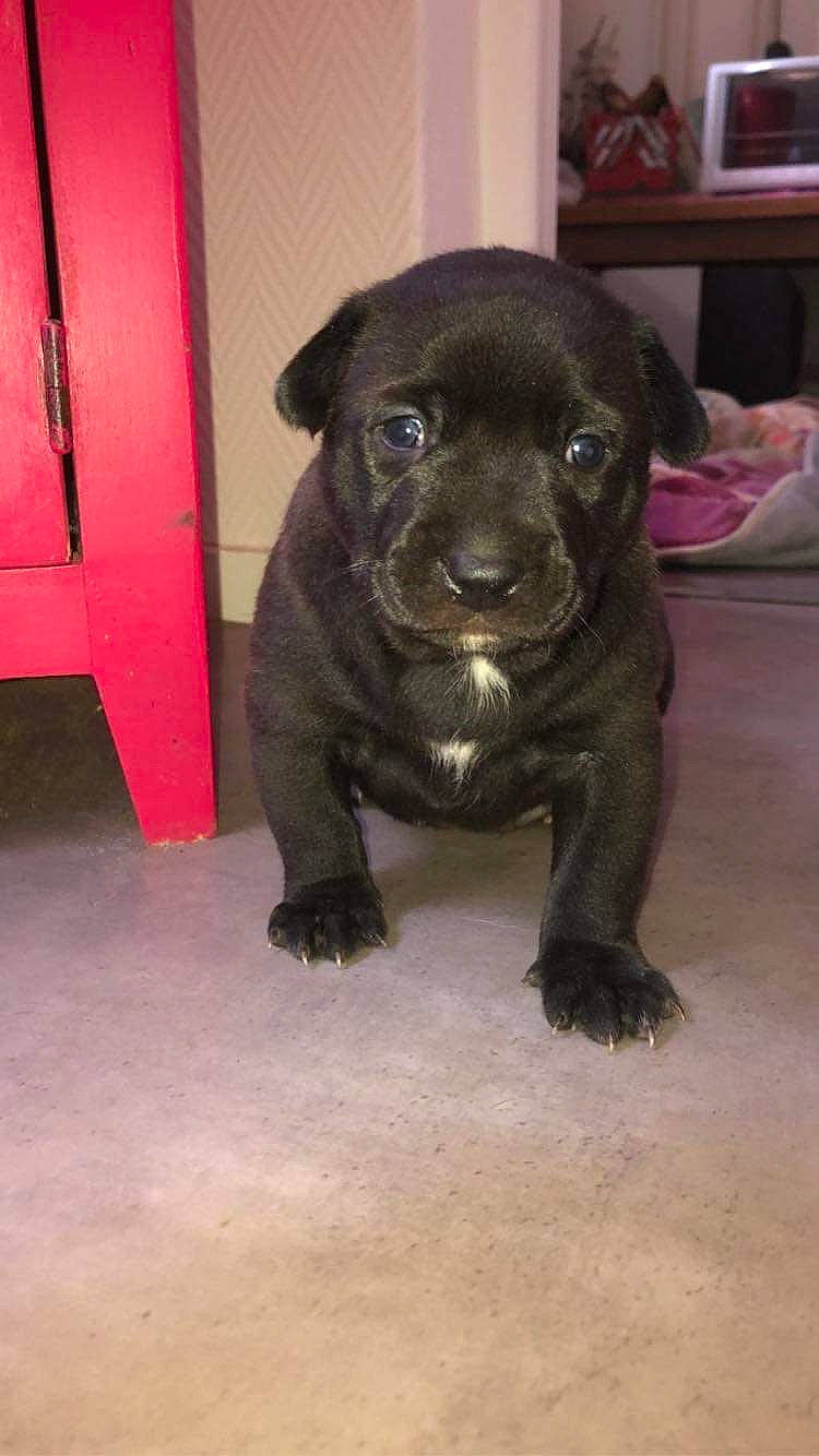 Pitchoune participe au concours pour gagner de l'argent avec cette photo : american_pit_bull_terrier, beagador, cane_corso, canidae, carnivore, companion_dog, dog, dog_breed, fawn, labrador_retriever, mammal, non_sporting_group, patterdale_terrier, puppy, snout, sporting_group, staffordshire_bull_terrier, vertebrate