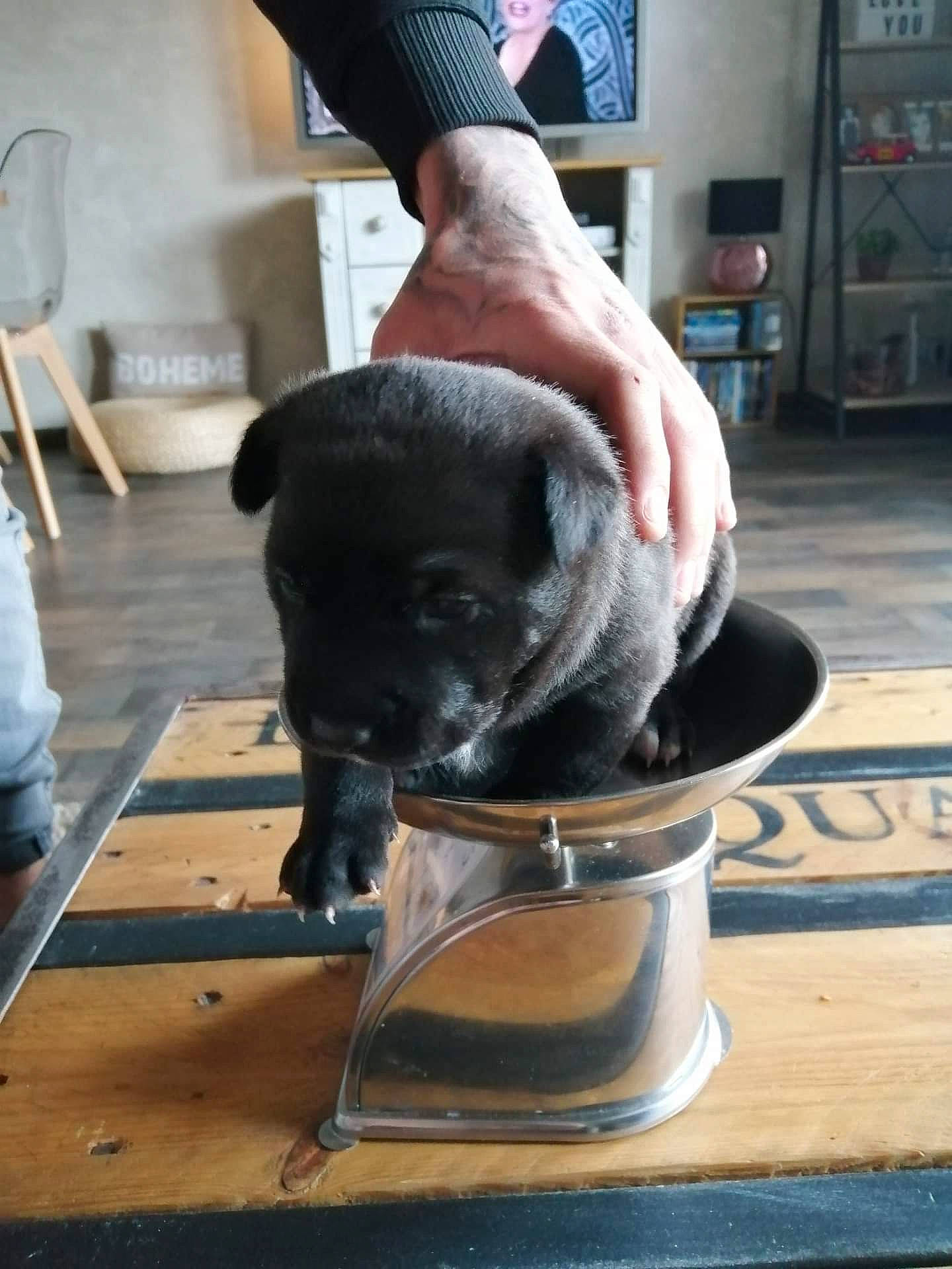 Pitchoune participe au concours pour gagner de l'argent avec cette photo : american_pit_bull_terrier, canidae, carnivore, companion_dog, dog, dog_breed, fawn, pug, puppy, snout, sporting_group, staffordshire_bull_terrier