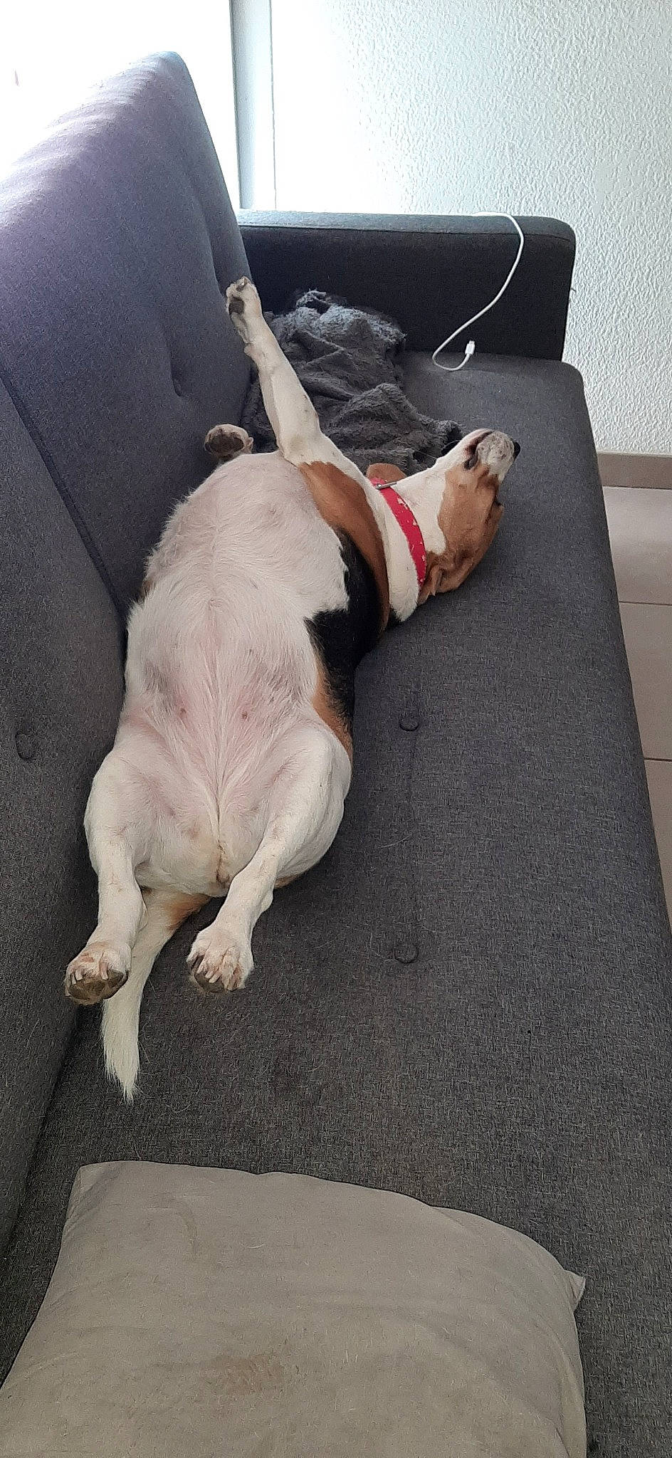 Mouflette participe au concours pour gagner de l'argent avec cette photo : canidae, carnivore, dog, dog_breed, fawn, leg, paw, snout, sporting_group, street_dog, tail