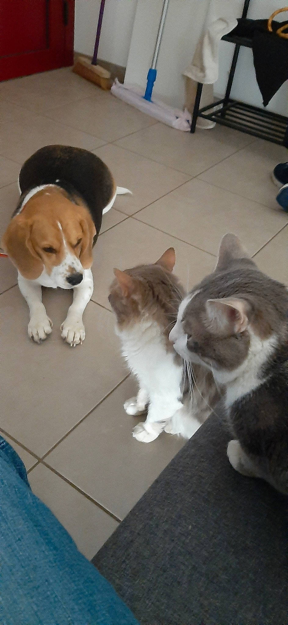 Mouflette participe au concours pour gagner de l'argent avec cette photo : beagle, canidae, carnivore, cat, companion_dog, dog, dog_breed, fawn, felidae, floor, kitten, mammal, paw, puppy, small_to_medium_sized_cats, sporting_group, tail, whiskers