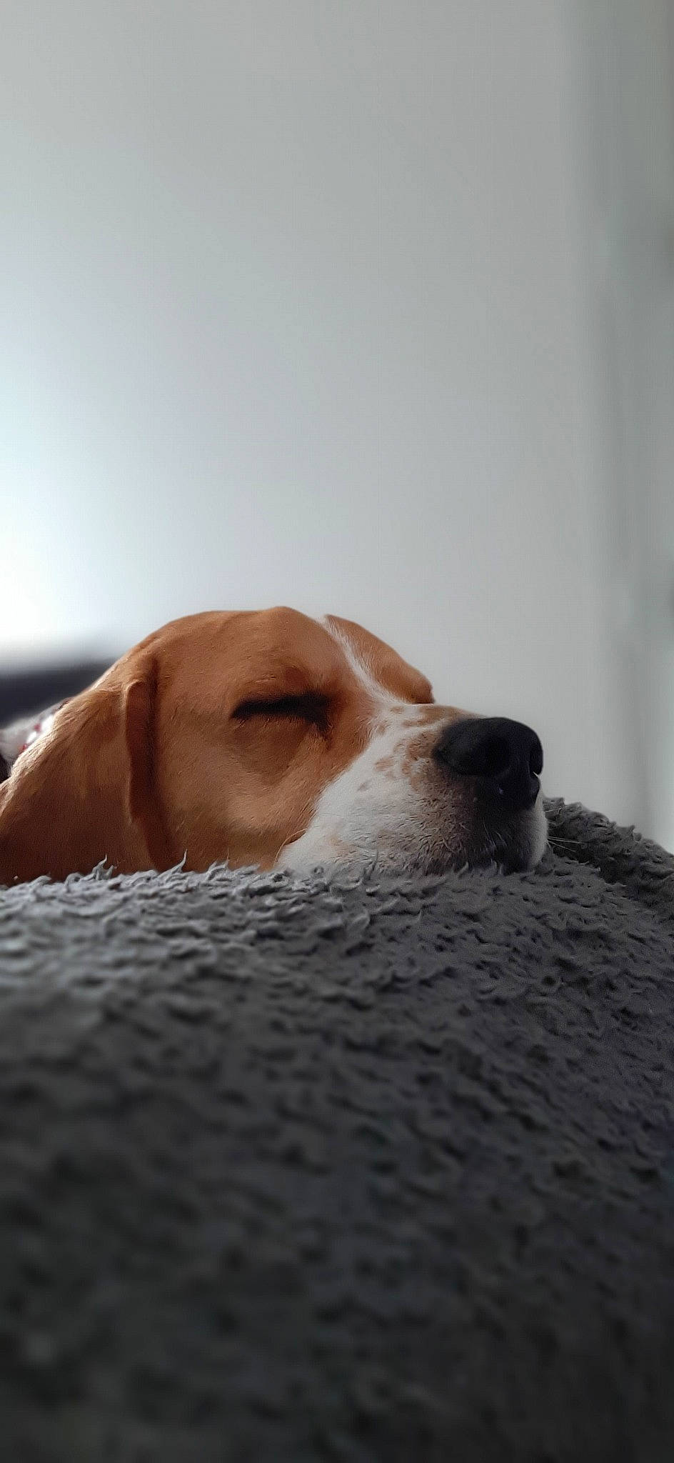 Mouflette participe au concours pour gagner de l'argent avec cette photo : american_foxhound, beagle, beagle_harrier, canidae, carnivore, companion_dog, coonhound, dog, dog_breed, drever, english_coonhound, english_foxhound, finnish_hound, grand_anglo_francais_tricolore, harrier, hound, mammal, nose, snout, sporting_group