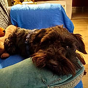 Bart a rejoint le concours — aidez-le/la à gagner de superbes lots ! dog, couch, blue_blanket, green_cushion, plush_toy, wood_floor, indoor, pet, fur, resting, domestic, cozy, relaxed, animal, living_room, soft_texture, brown, black, close_up, home