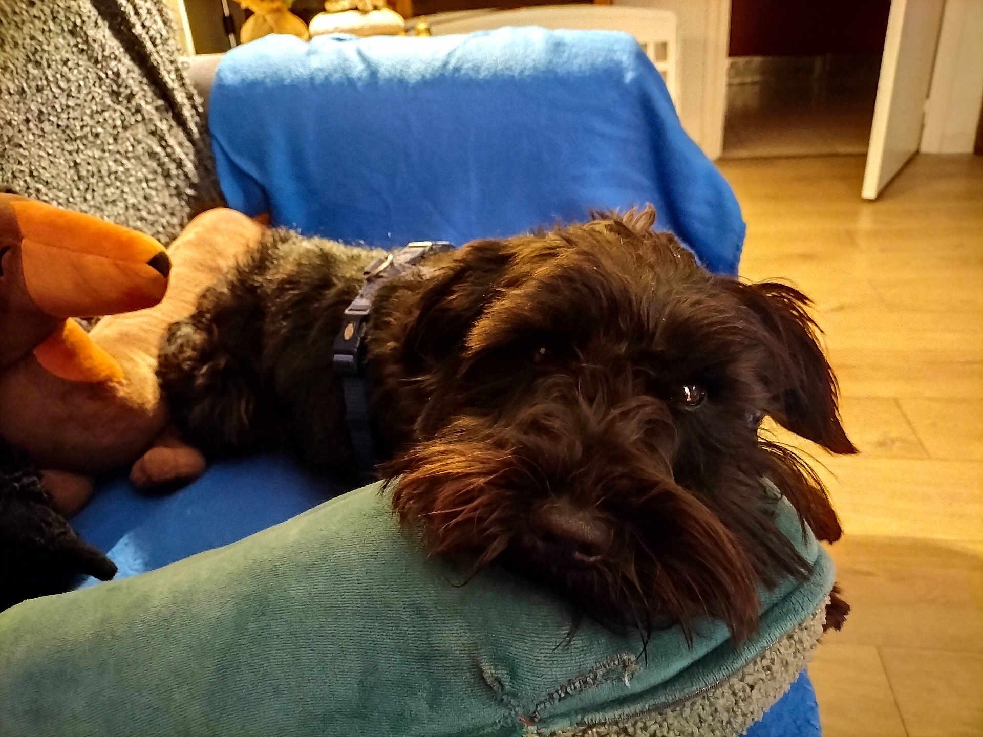 Bart a rejoint le concours — aidez-le/la à gagner de superbes lots ! dog, couch, blue_blanket, green_cushion, plush_toy, wood_floor, indoor, pet, fur, resting, domestic, cozy, relaxed, animal, living_room, soft_texture, brown, black, close_up, home