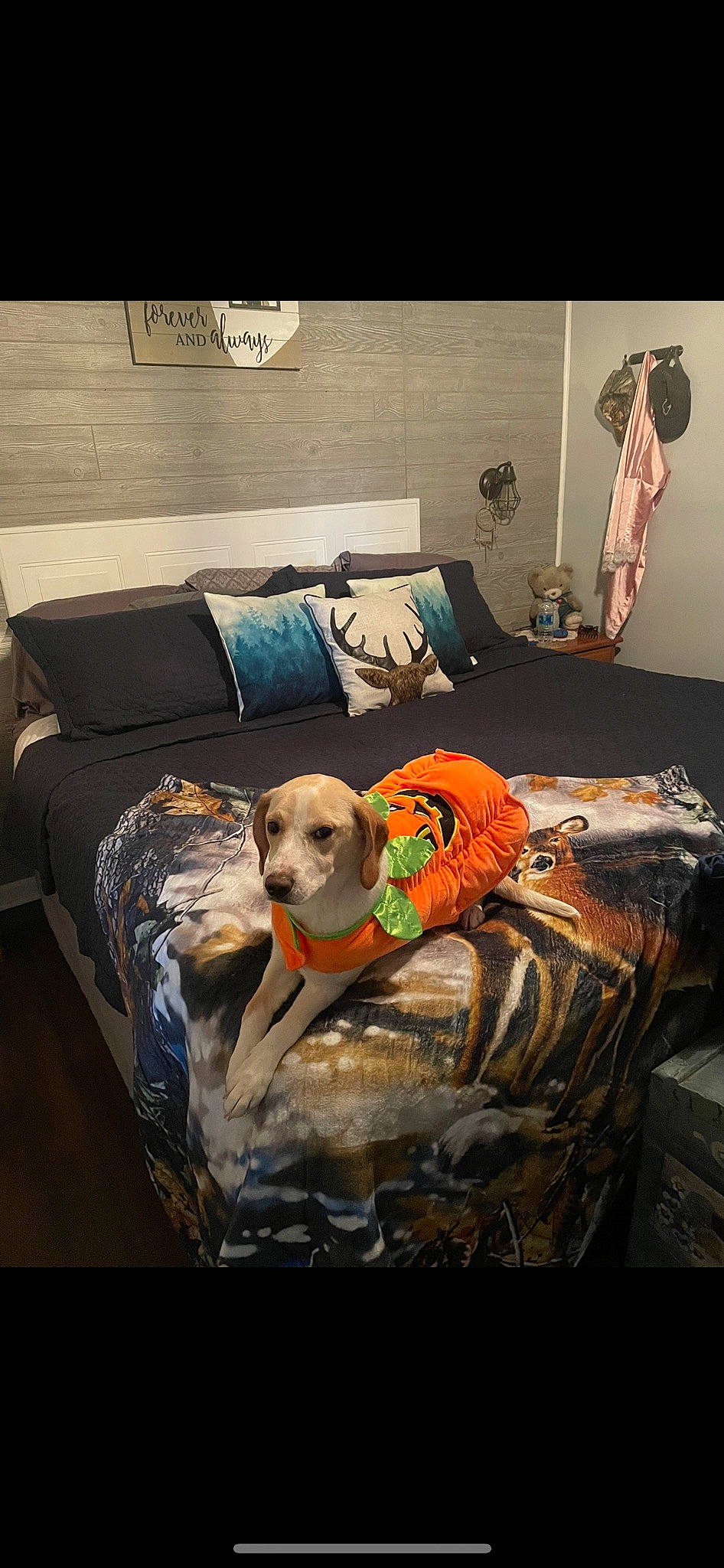Bebe joined the competition — help win amazing prizes! bedding, canidae, carnivore, comfort, companion_dog, couch, dog, dog_breed, dog_supply, floor, flooring, grey, hardwood, interior_design, linens, living_room, pet_supply, rectangle, sporting_group, wood