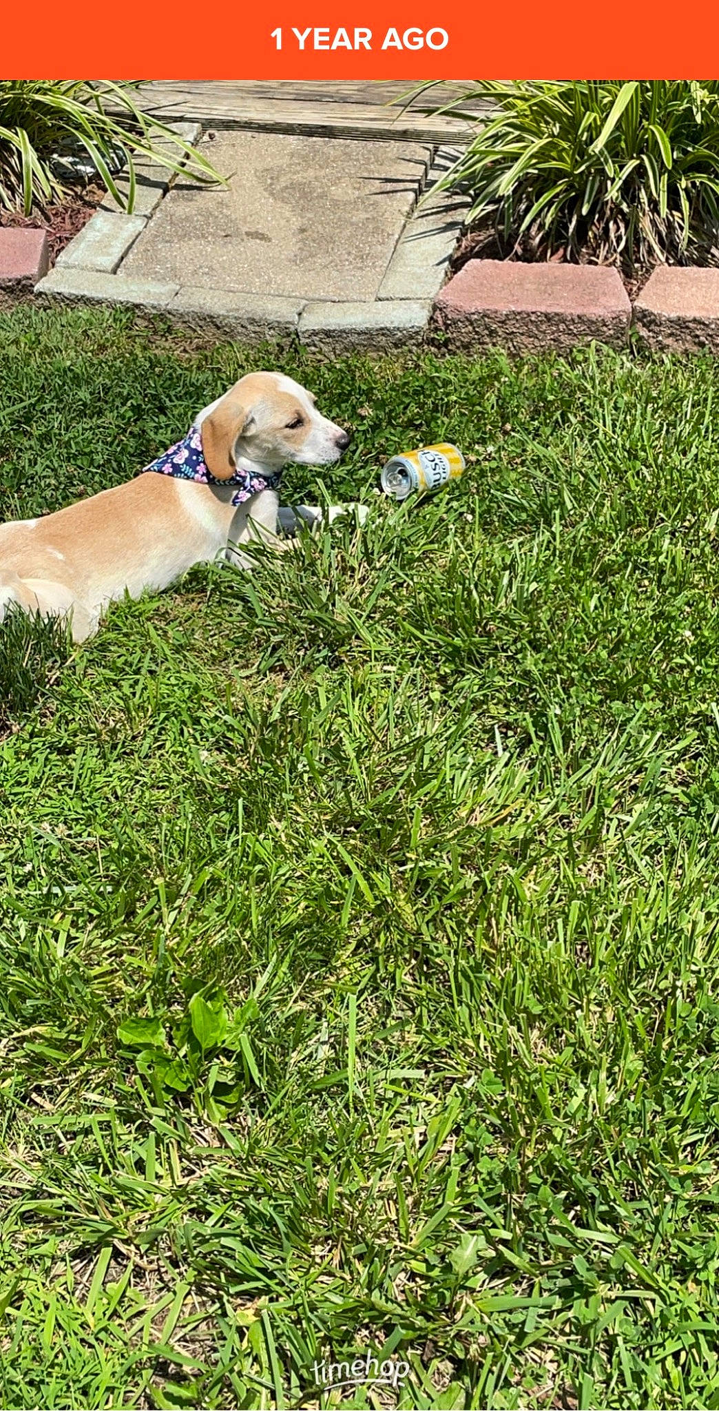 Bebe is registered to the contest to win money with this photo: canidae, carnivore, collar, companion_dog, dog, dog_breed, dog_collar, fawn, garden, grass, groundcover, gun_dog, lawn, pet_supply, plant, shrub, sporting_group, tail, working_animal, yard