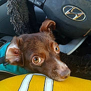Angel is registered to the contest to win money with this photo: dog, brown_dog, pet, car_interior, steering_wheel, fuzzy_steering_wheel_cover, closeup, resting, yellow_clothing, animal, eyes, face, fur, seatbelt, dashboard, cute, companion, domestic_animal, looking_up, canine