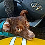 dog, brown_dog, pet, car_interior, steering_wheel, fuzzy_steering_wheel_cover, closeup, resting, yellow_clothing, animal, eyes, face, fur, seatbelt, dashboard, cute, companion, domestic_animal, looking_up, canine