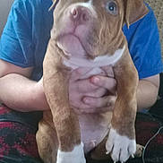 Bocefus joined the competition — help win amazing prizes! animal, blue_shirt, brown, carpet, casual_clothing, closeup, companion, cute, dog, domestic, fingernails, hands, holding, indoor, person, pet, puppy, sitting, white_paws, young_dog