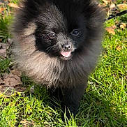 Azur a rejoint le concours — aidez-le/la à gagner de superbes lots ! dog, puppy, pomeranian, black_fur, fluffy, tongue_out, grass, outdoor, pet, cute, small_dog, animal, nature, sunlight, leaf, adorable, walking, fur, canine, pet_leash