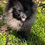 dog, puppy, pomeranian, black_fur, fluffy, tongue_out, grass, outdoor, pet, cute, small_dog, animal, nature, sunlight, leaf, adorable, walking, fur, canine, pet_leash