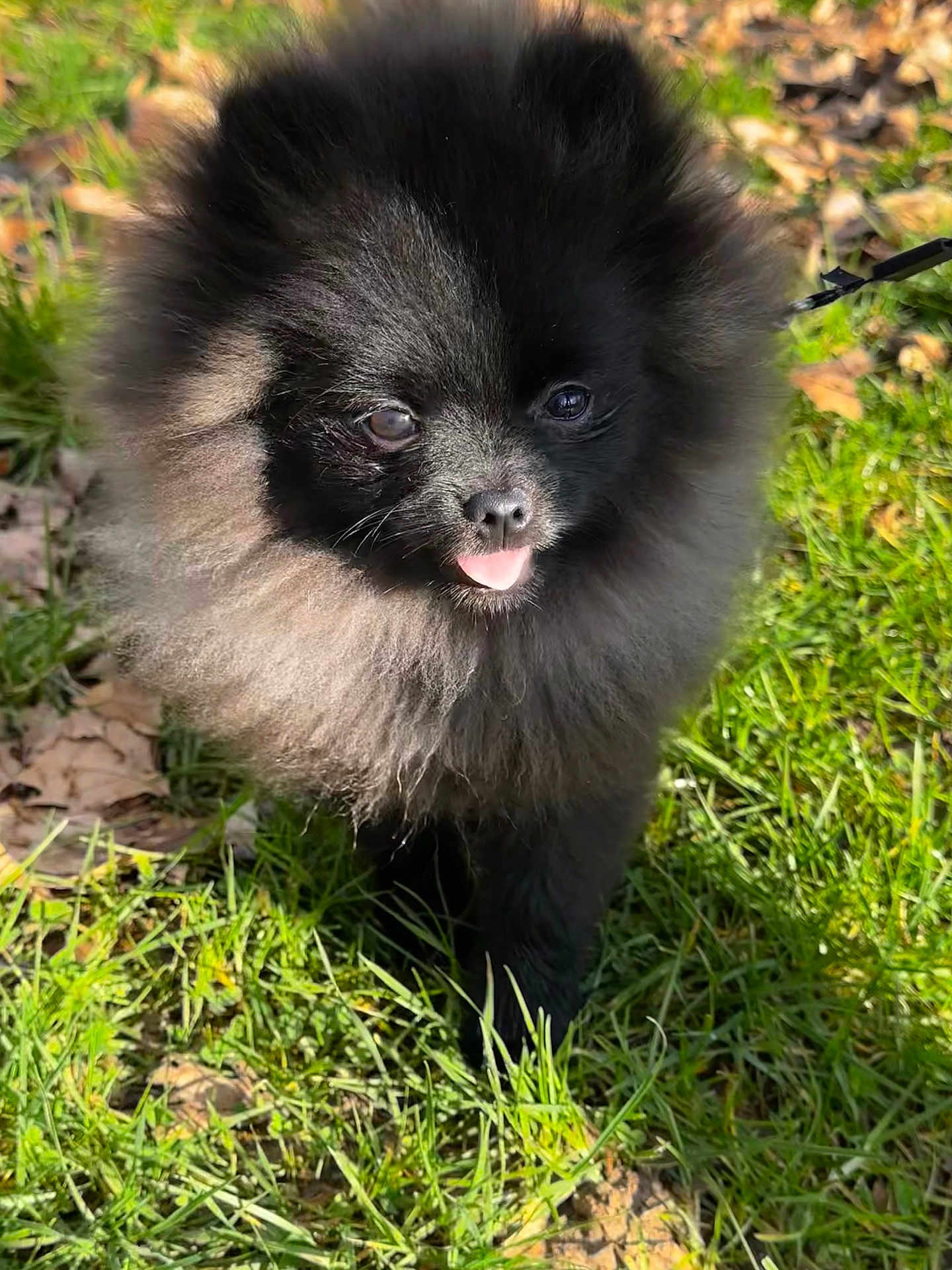 Azur a rejoint le concours — aidez-le/la à gagner de superbes lots ! dog, puppy, pomeranian, black_fur, fluffy, tongue_out, grass, outdoor, pet, cute, small_dog, animal, nature, sunlight, leaf, adorable, walking, fur, canine, pet_leash