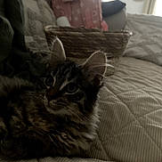 Harmony participe au concours pour gagner de l'argent avec cette photo : cat, tabby_cat, feline, pet, indoor, quilted_bedspread, basket, furniture, cozy, resting, fur, whiskers, ears, blurred_background, household_items, domestic, animal, comfort, soft_lighting, closeup