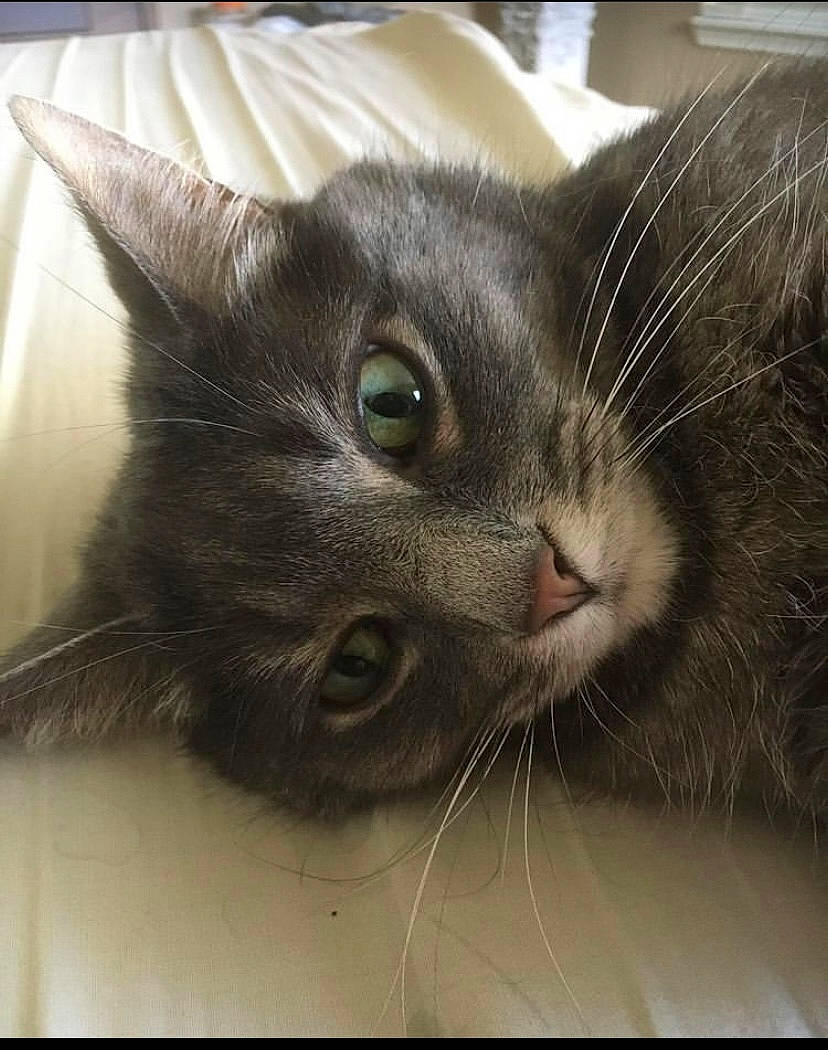 Ashley is registered to the contest to win money with this photo: asian, black_cat, carnivore, cat, close_up, domestic_short_haired_cat, ear, eye, felidae, fur, iris, kitten, mammal, nebelung, oriental_longhair, skin, small_to_medium_sized_cats, snout, whiskers