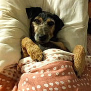 Louloute participe au concours pour gagner de l'argent avec cette photo : dog, puppy, bed, pillow, blanket, polka_dot, bedding, sleeping, cozy, indoor, portrait, pet, canine, black_and_tan, snuggled, cuddled, fuzzy_toy, warm_lighting, relaxed, cute