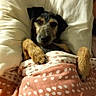 dog, puppy, bed, pillow, blanket, polka_dot, bedding, sleeping, cozy, indoor, portrait, pet, canine, black_and_tan, snuggled, cuddled, fuzzy_toy, warm_lighting, relaxed, cute