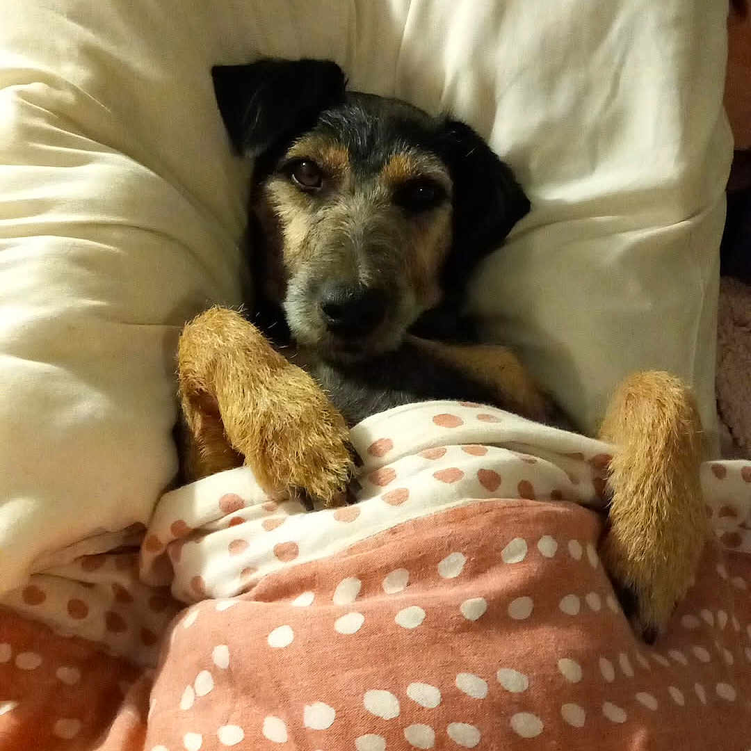Louloute participe au concours pour gagner de l'argent avec cette photo : dog, puppy, bed, pillow, blanket, polka_dot, bedding, sleeping, cozy, indoor, portrait, pet, canine, black_and_tan, snuggled, cuddled, fuzzy_toy, warm_lighting, relaxed, cute