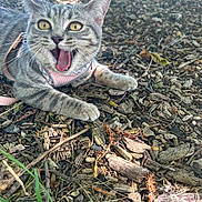 Luna is registered to the contest to win money with this photo: animal, cat, closeup, cute, expressive, fur, ground, nature, open_mouth, outdoor, pet, pink_harness, playful, small, sunlight, tabby_cat, twigs, whiskers, wood_chips, yellow_eyes