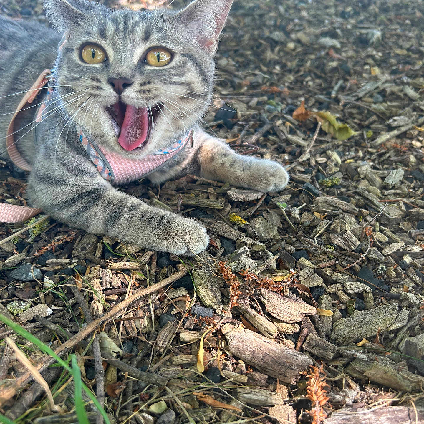 Luna is registered to the contest to win money with this photo: animal, cat, closeup, cute, expressive, fur, ground, nature, open_mouth, outdoor, pet, pink_harness, playful, small, sunlight, tabby_cat, twigs, whiskers, wood_chips, yellow_eyes