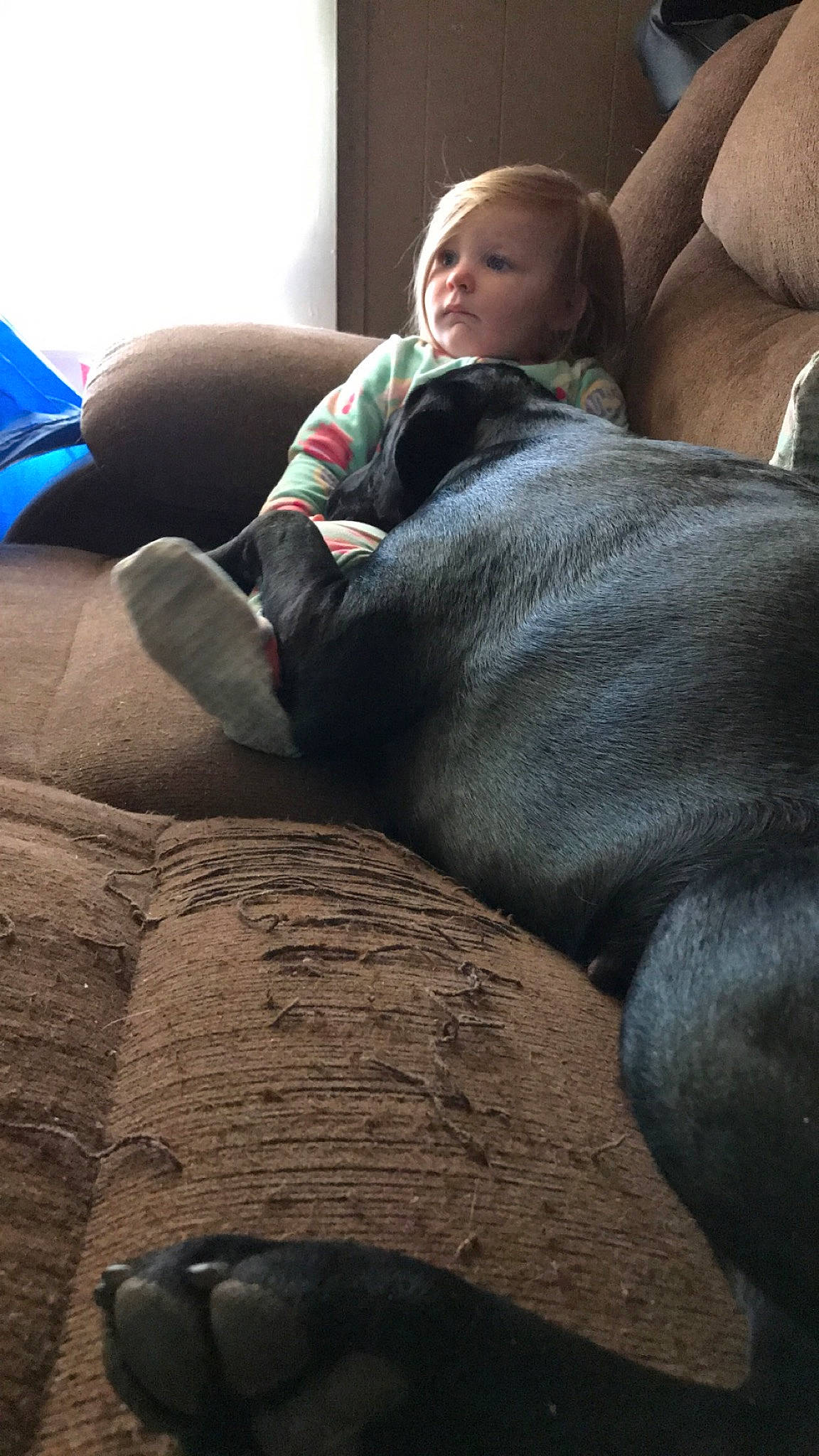 Novalee joined the competition — help win amazing prizes! canidae, fawn, leg, person, sporting_group