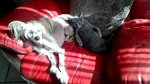 Kenzo participe au concours pour gagner de l'argent avec cette photo : canidae, carnivore, chinese_crested_dog, comfort, companion_dog, dog, dog_breed, dog_supply, fur, non_sporting_group, schnauzer, sighthound, snout, sporting_group, toy_dog, working_animal