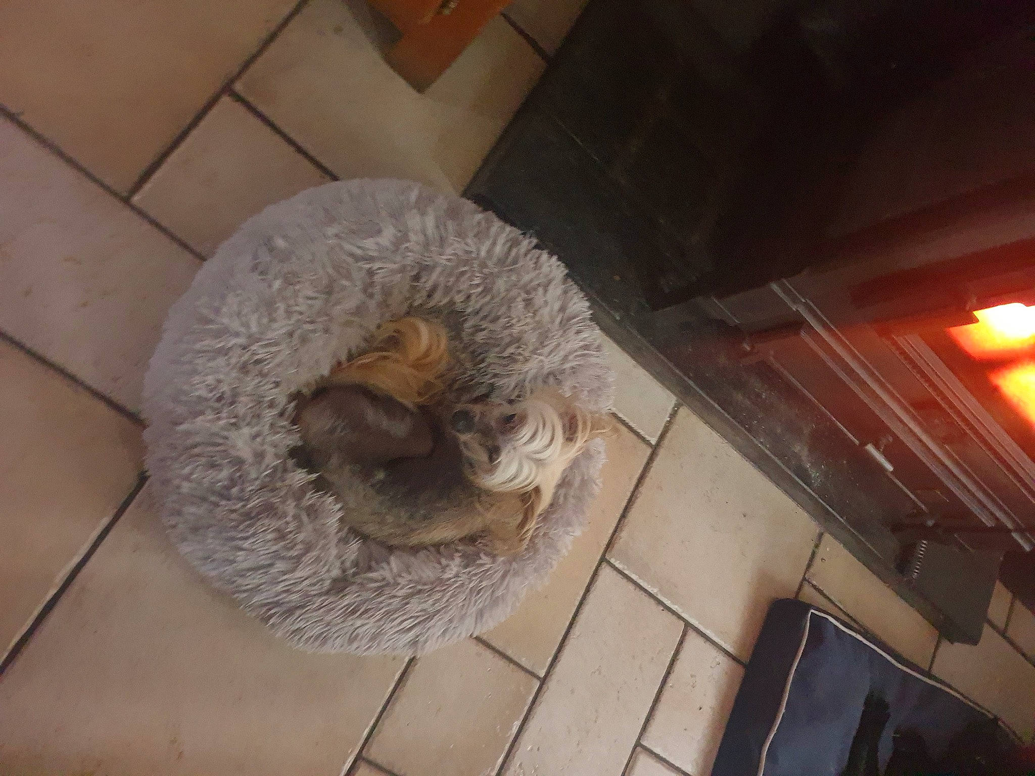 Kenzo participe au concours pour gagner de l'argent avec cette photo : canidae, carnivore, ceiling, circle, companion_dog, dog, dog_bed, dog_breed, felidae, flooring, fur, gas, hardwood, rattlesnake, room, small_to_medium_sized_cats, tail, wood