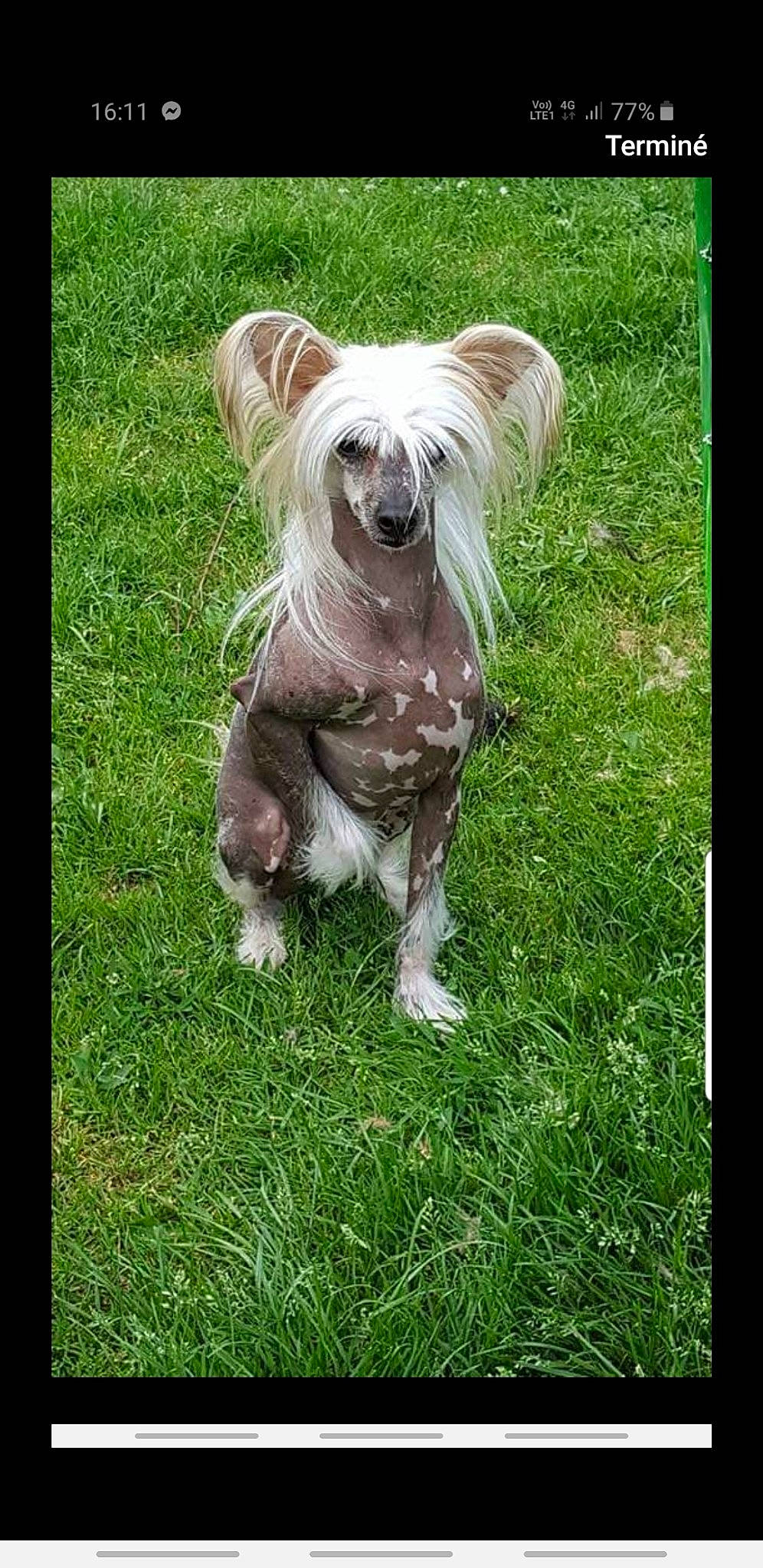 Kenzo a rejoint le concours — aidez-le/la à gagner de superbes lots ! carnivore, chinese_crested_dog, companion_dog, dog, dog_breed, dog_supply, fur, grass, lawn, liver, non_sporting_group, plant, small_terrier, tail, terrestrial_animal, terrier, toy_dog