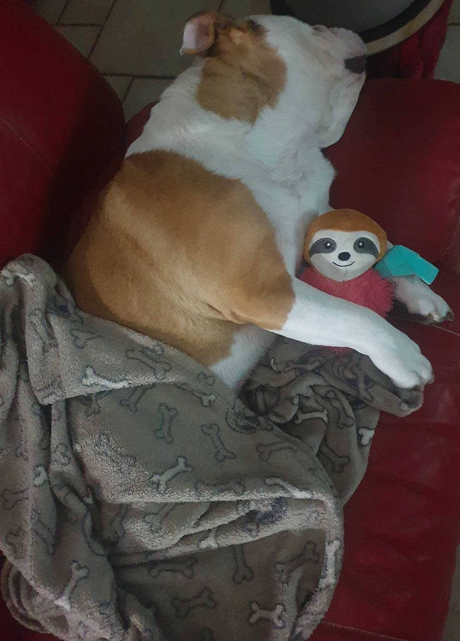 Charly a rejoint le concours — aidez-le/la à gagner de superbes lots ! canidae, carnivore, comfort, companion_dog, couch, dog, dog_breed, dog_supply, fawn, felidae, fur, linens, nap, paw, snout, sporting_group, stuffed_toy, tail, toy, working_animal