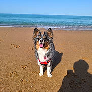 Sybelle participe au concours pour gagner de l'argent avec cette photo : dog, beach, sand, ocean, water, sunny, blue_sky, pet, animal, canine, happy, outdoor, nature, daytime, shadow, fur, ears, tongue, walking, leash