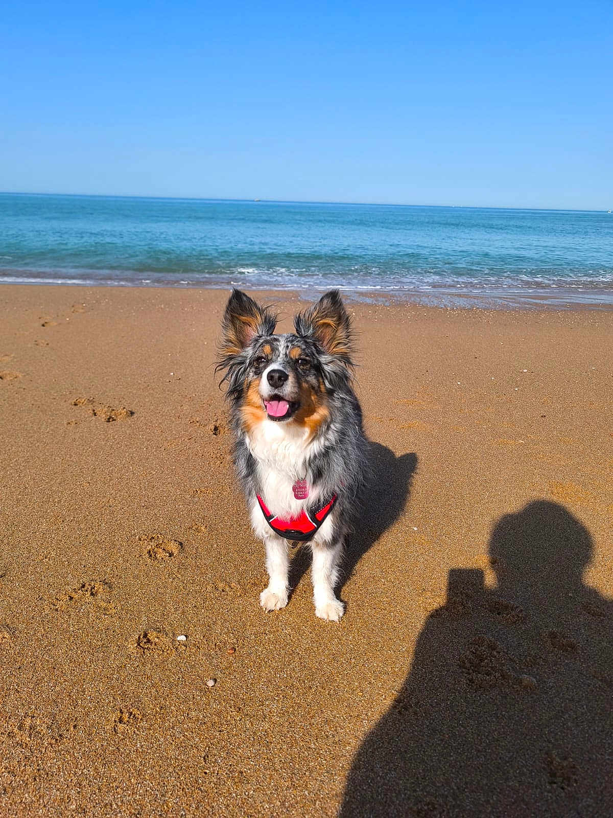 Sybelle
