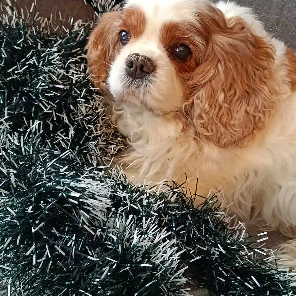 Miko participe au concours pour gagner de l'argent avec cette photo : animal, brown_and_white, close_up, companion, couch, curious, cute, decorations, dog, domestic, ears, festive, fluffy, fur, holiday, indoor, nose, pet, relaxed, tinsel