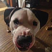 Titan joined the competition — help win amazing prizes! dog, black_and_white, close_up, indoor, wooden_floor, pet, animal, canine, snout, ears, curious, blurred, dim_lighting, floor, domestic, mammal, companion, friendly, house, background