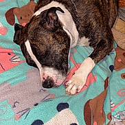 Leo joined the competition — help win amazing prizes! animal, bedding, blanket, brindle, canine, close_up, collar, cozy, cute, dog, fur, indoor, muzzle, nose, panda_pattern, paw, pet, resting, sleeping_dog, whiskers