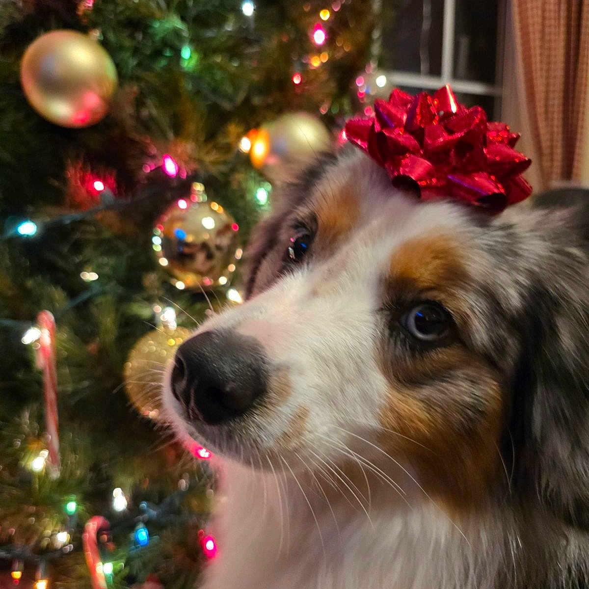 Willow Skye