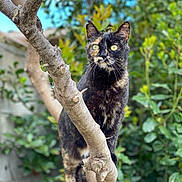 Mimine participe au concours pour gagner de l'argent avec cette photo : cat, tortoiseshell_cat, tree, branch, outdoor, nature, greenery, animal, pet, feline, eyes, fur, alert, wildlife, balance, closeup, portrait, background_blur, sunlight, daylight